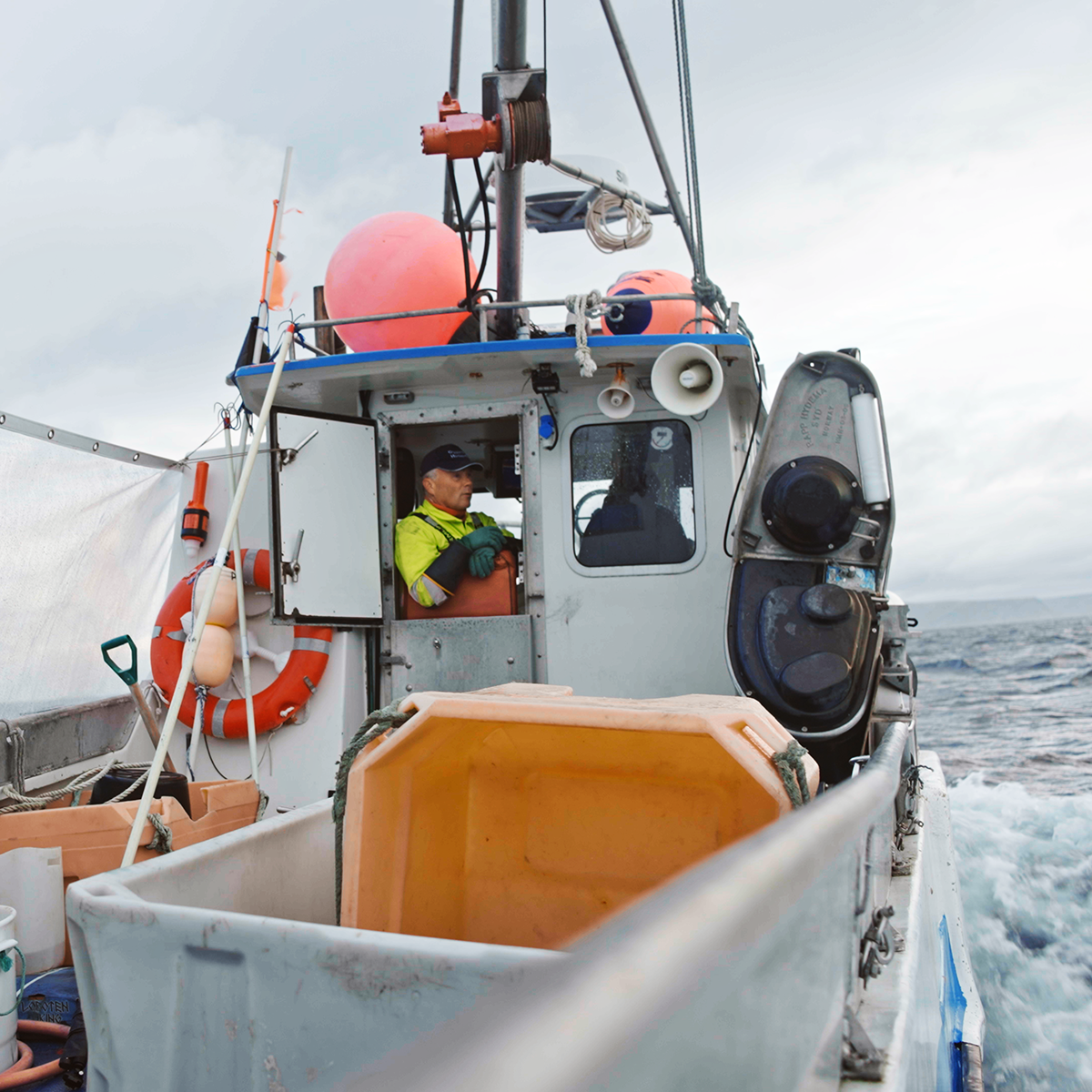 A handpicked selection of seafood